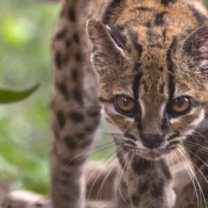 NUEVO GATO DESCUBIERTO | Découvrez une nouvelle espèce de chat sauvé, la première en plus d'un siglo