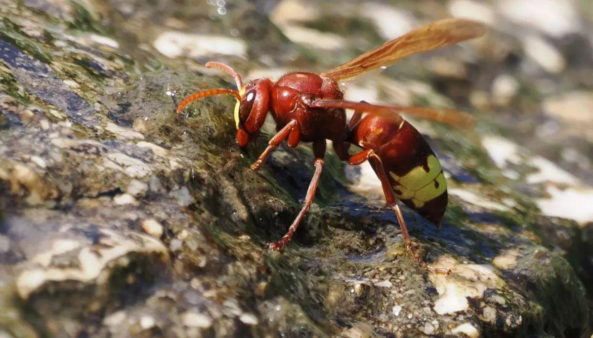 Vespa Orientalis ou avispa asiática
