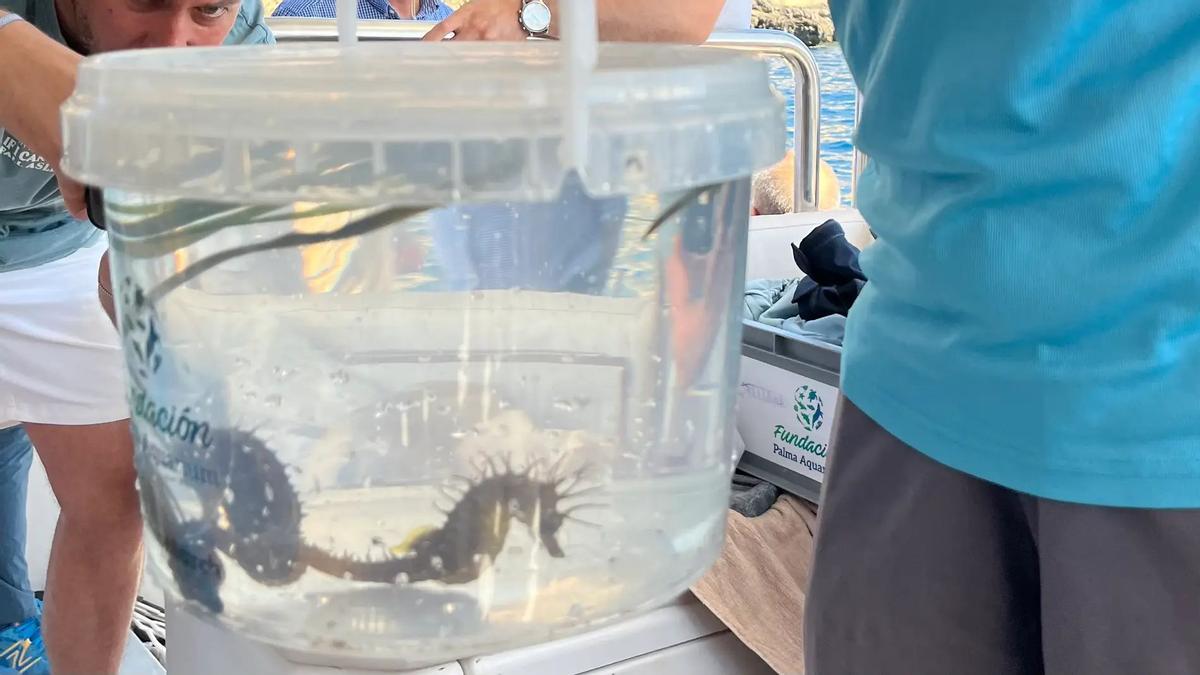 Un cheval de mer, liste pour être libéré de la Méditerranée à Majorque