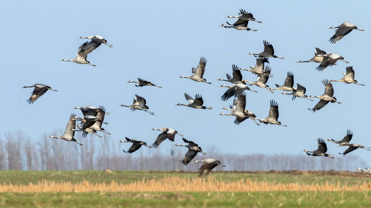 Miles de grullas llegan a España para pasar el invierno
