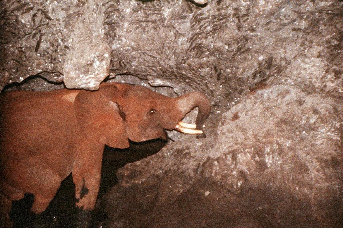 Cría de elefante tomando sal en el intérieur d'une grotte