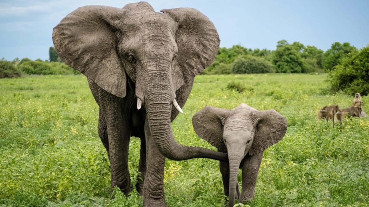 Un elefante africano con su cría