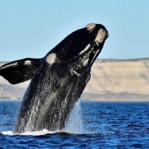 MORTANDADE BALLENES | Misteriosa mortandad de crías de ballena en Patagonie argentine