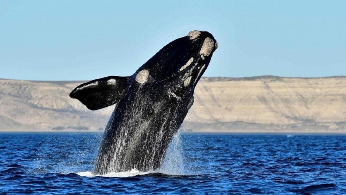 La ballena franca austral es un emblema para Argentina