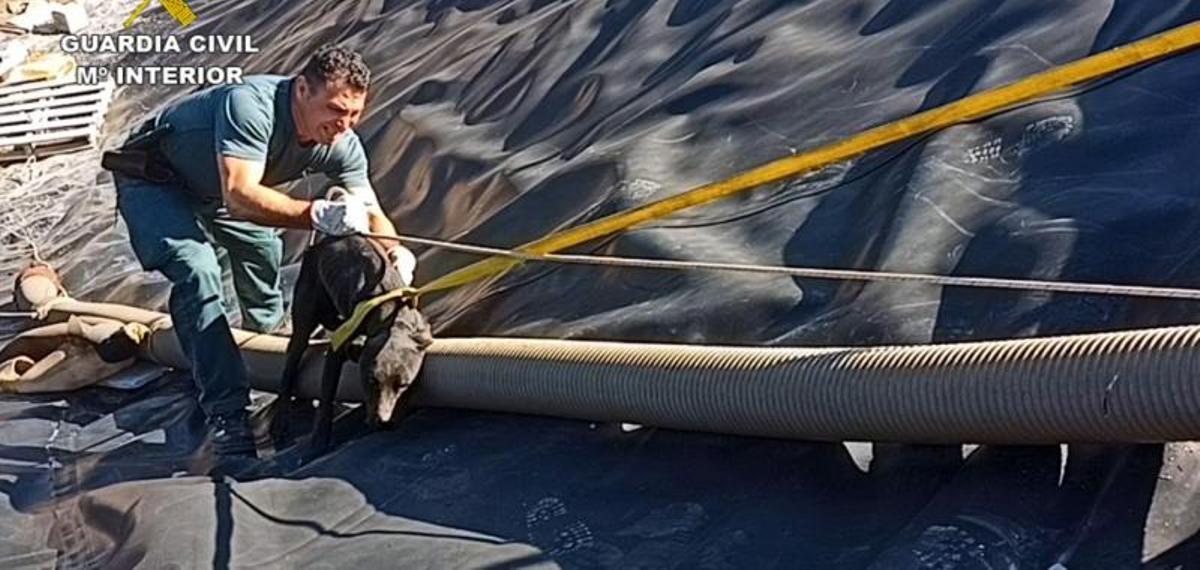 Récupérer un chien caído avec un balsa