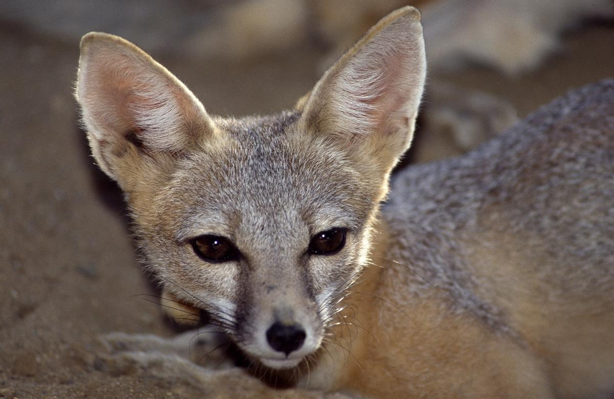 Le petit zorro Kit Fox, également menacé d'extinction