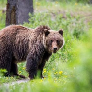 ESPÈCES AMENAZADAS EEUU | Les États-Unis légalisent la mort des espèces menacées et protégées