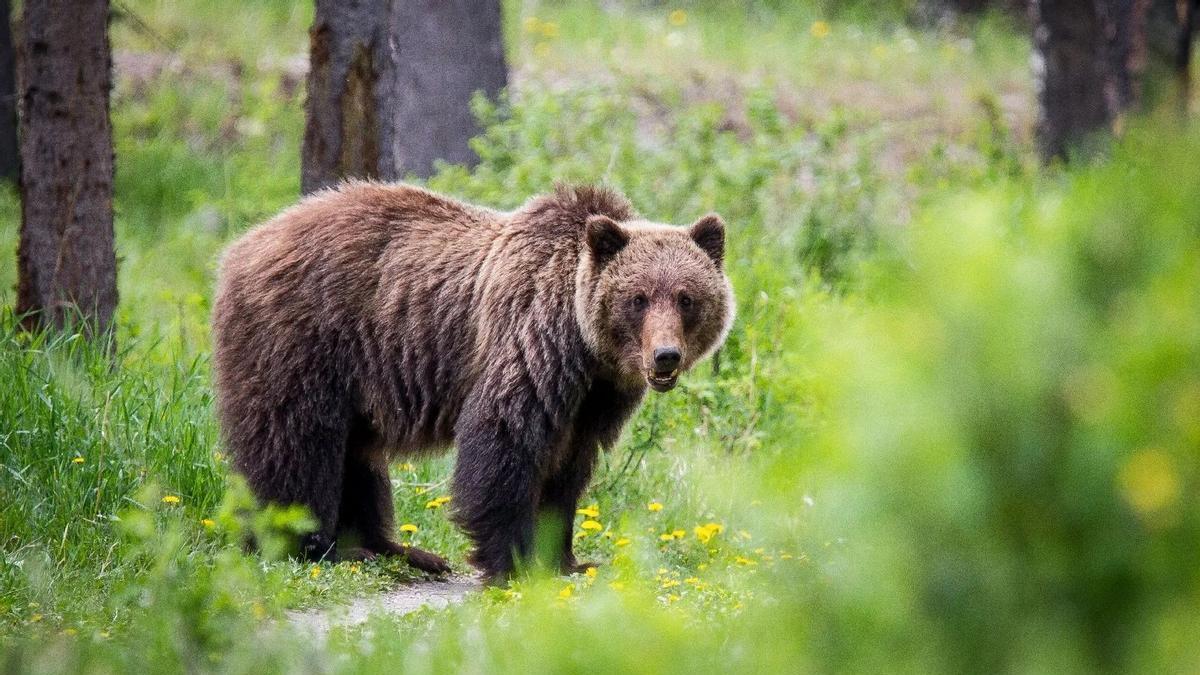 El oso