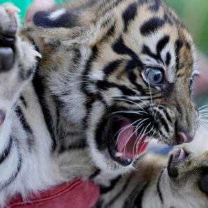 3 bébés tigres de Sumatra nés en Grèce offrent de l'espoir aux espèces menacées