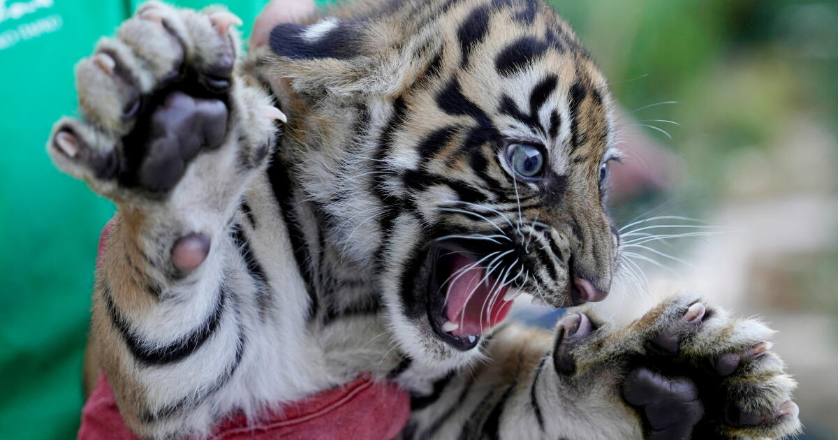 3 bébés tigres de Sumatra nés en Grèce offrent de l'espoir aux espèces menacées