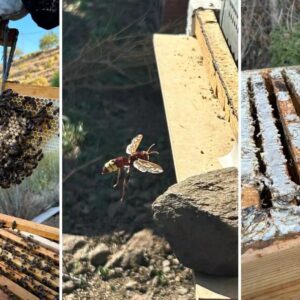 AVISPA ASIÁTICA | L'avispa asiática détruit l'apiciculture: l'exemple préoccupant de Málaga