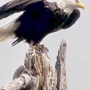 Célébrez la Journée de la faune de Californie en l'honneur de Jackie le pygargue à tête blanche
