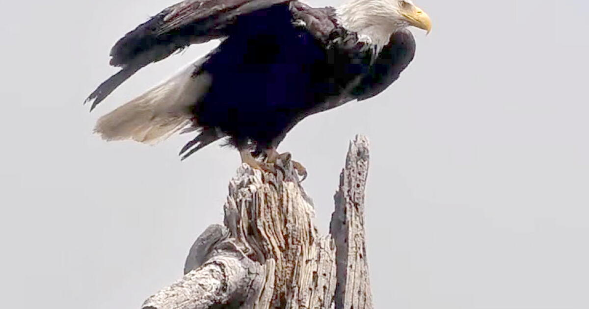 Célébrez la Journée de la faune de Californie en l'honneur de Jackie le pygargue à tête blanche