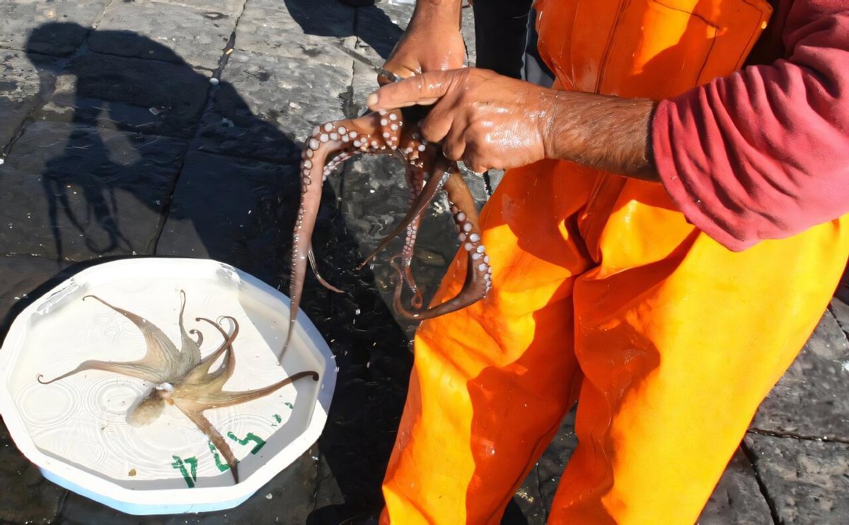 Préparation de pulpos pour libérer la mer en Italie