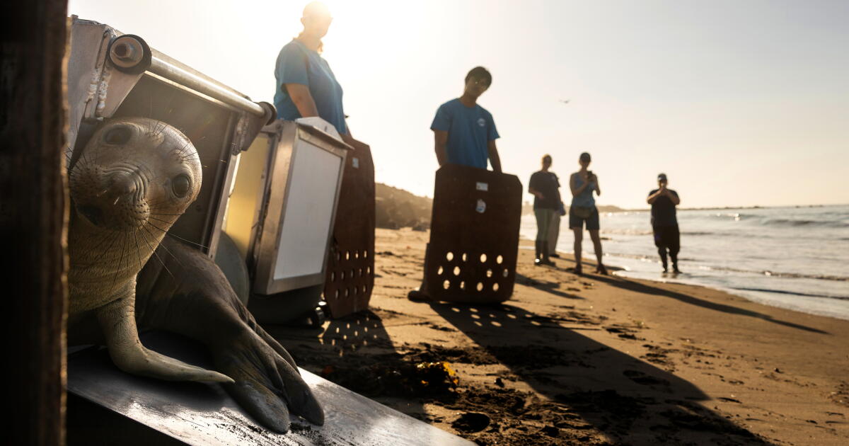 El Niño pourrait amener des bébés otaries affamés sur les plages de Californie