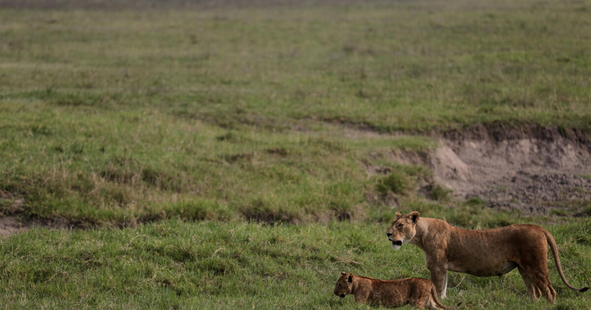 Empoisonnement suspecté dans la mort de 10 lions dans la zone de conservation de Tanzanie