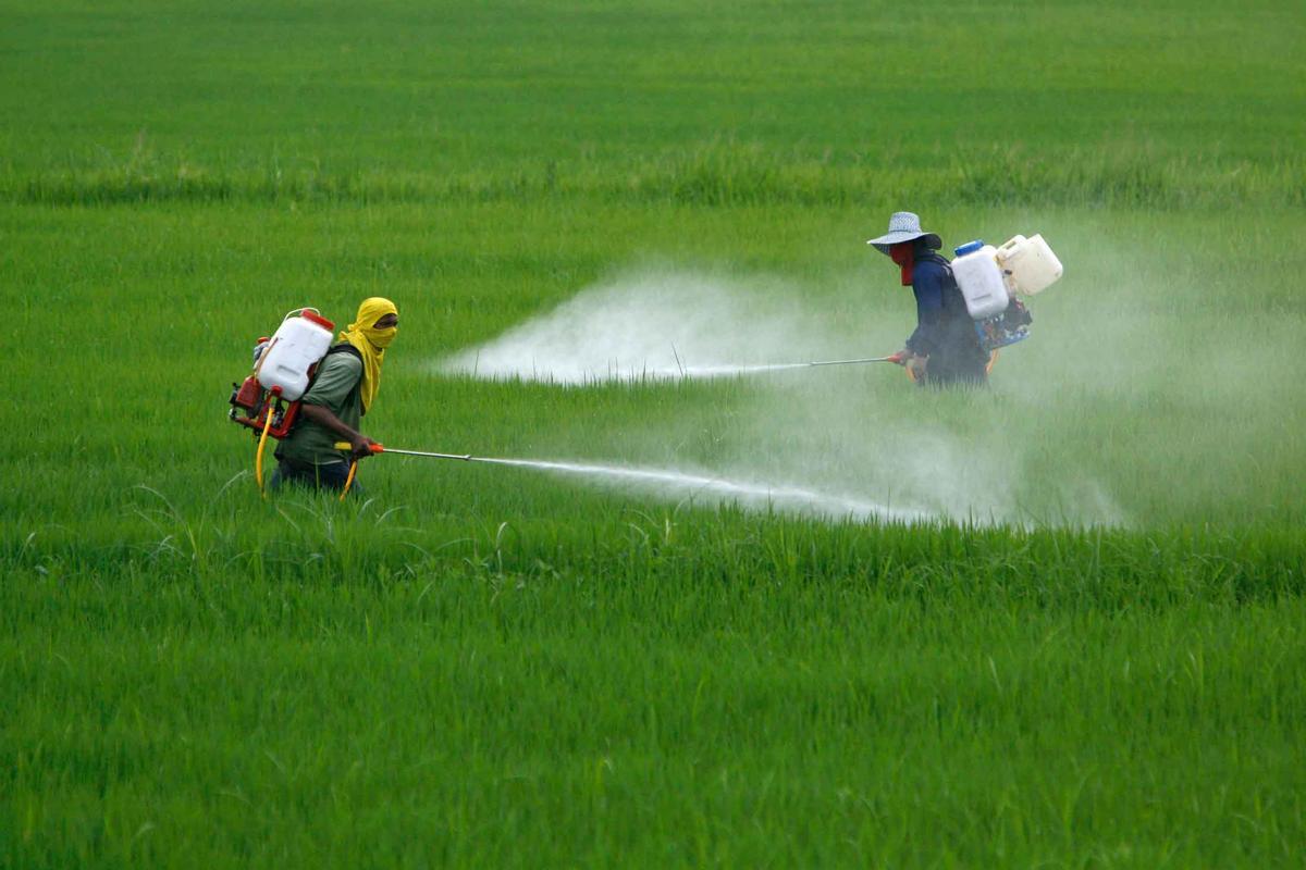 Application de pesticides sur un champ de culture