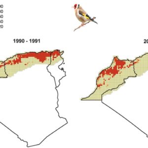 JILGUEROS ARGELIA | Le trafic illégal est en cours en Argélie sans jilgueros : 1 500 exemplaires seront incautados à Alicante