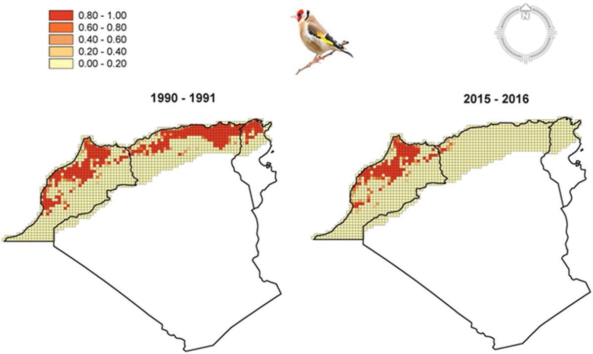 Réduction de l'espèce dans trois pays nord-africains (Marruecos, Argelia et Túnez) dans les dernières décennies