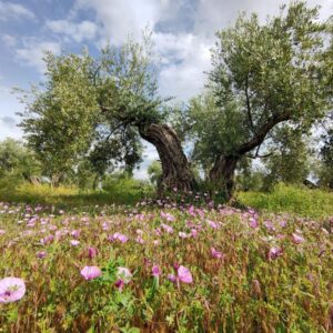 L'Espagne mènera le projet du maire européen pour sauver les olivares du changement climatique et réconcilier la biodiversité locale