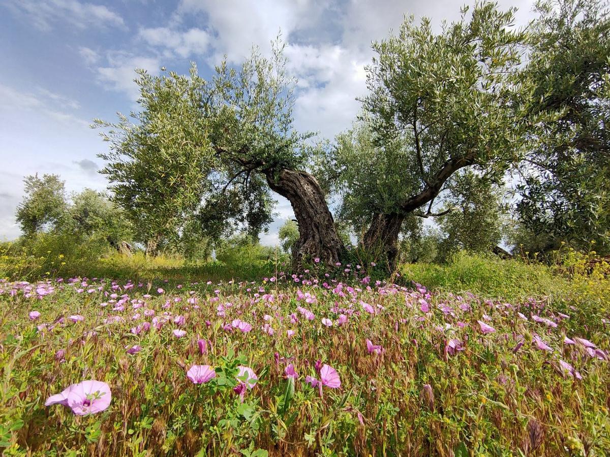 Un olivar rodeado de vida silvestre dans le cadre du projet Olivares vivos.
