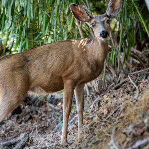 L'abattage des cerfs de l'île Catalina se poursuivra malgré les appels de dernière minute