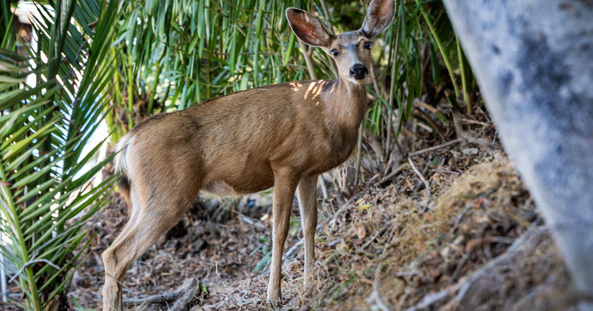 L'abattage des cerfs de l'île Catalina se poursuivra malgré les appels de dernière minute
