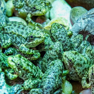 L'aquarium de Long Beach sauve La grenouille de Californie est au bord de l'extinction