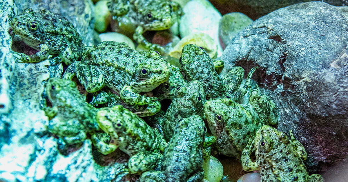 L'aquarium de Long Beach sauve La grenouille de Californie est au bord de l'extinction