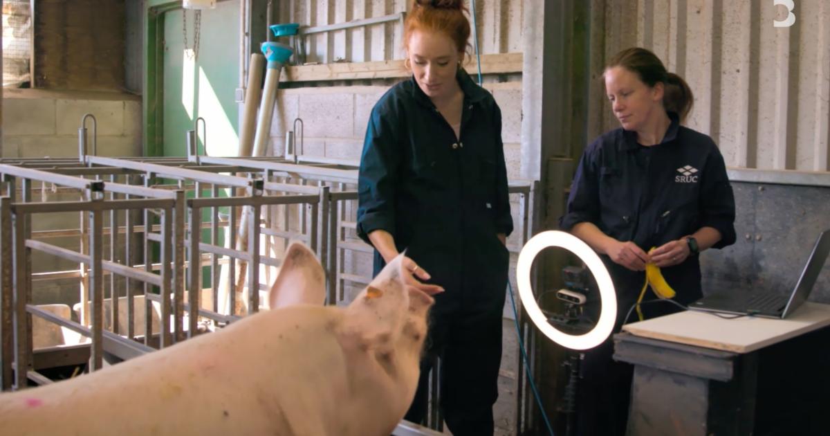 La télévision doit montrer de vraies vies d'animaux