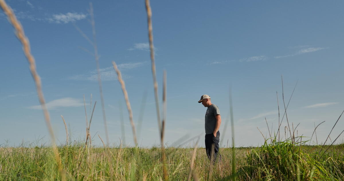 Les agriculteurs se tournent vers les céréales vivaces comme solution aux conditions météorologiques extrêmes