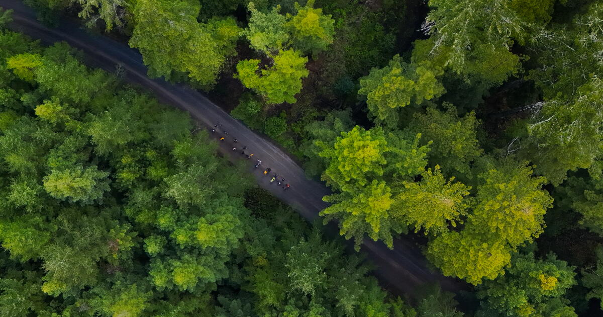 Les législateurs californiens décident de restructurer les forêts de l’État en les centrant sur l’exploitation forestière