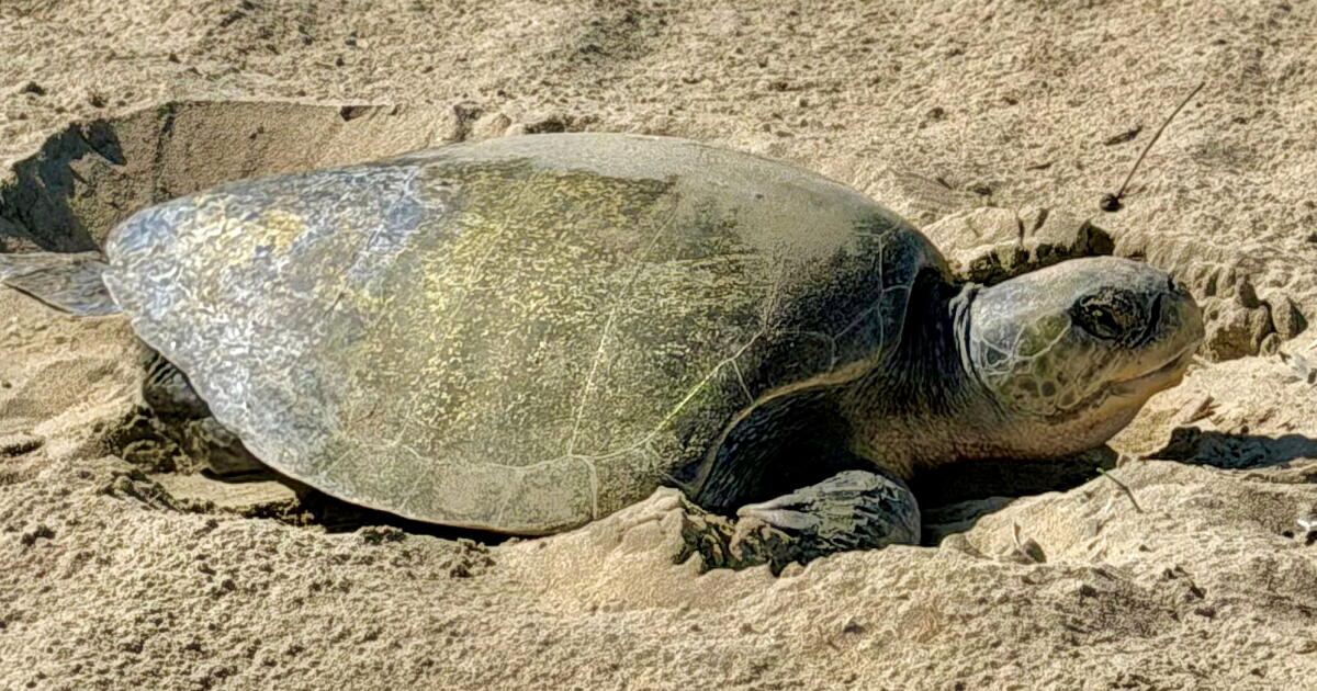 Les tortues marines pondant leurs œufs à Huntington Beach et Seal Beach sont une première
