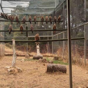 MILANO RÉEL | La Sierra de Cazorla récupérera le réel de Milan : elle a été réintroduite 230 dans les derniers cinq ans