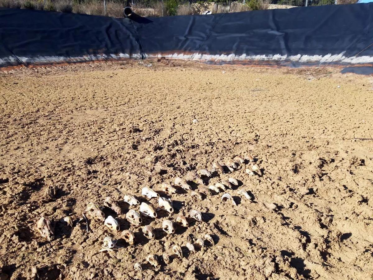 Cráneos de animaux caídos en una balsa à Utiel (Valence)