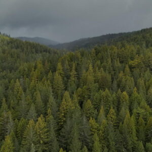 Newsom oppose son veto au projet de loi qui aurait refait les forêts de démonstration d’État
