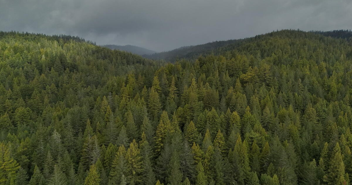 Newsom oppose son veto au projet de loi qui aurait refait les forêts de démonstration d’État