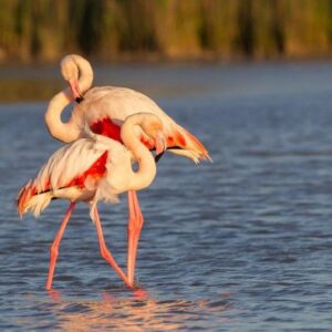 OBSERVATION DES FLAMENCOS | Profitez de l'époque de la mobilité des flamencos en Espagne : dónde observarlos