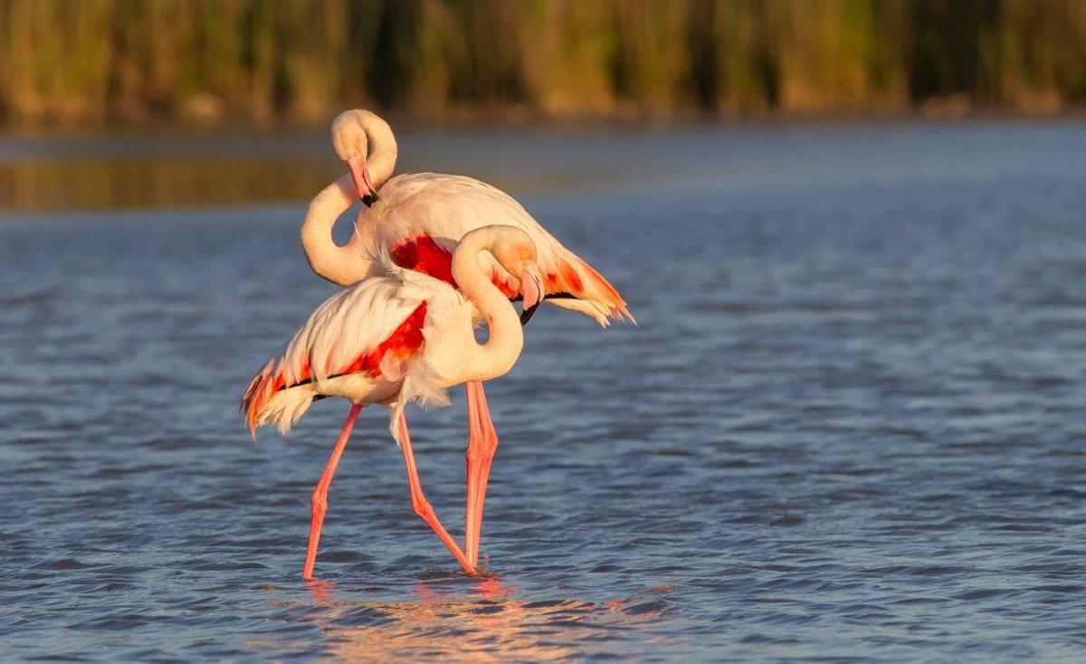 Pareja de flamencos