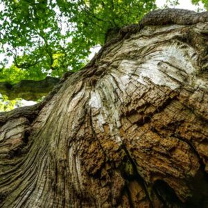 Oaks fait face à un désastre à combustion lente