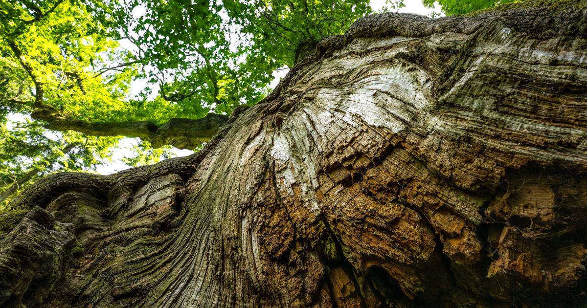 Oaks fait face à un désastre à combustion lente