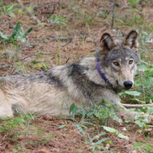 Observation rare en Californie d'un loup gris, une espèce en voie de disparition, dans le comté de Lake