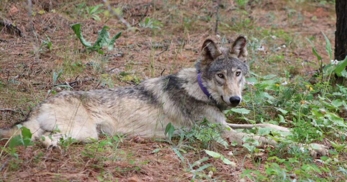 Observation rare en Californie d'un loup gris, une espèce en voie de disparition, dans le comté de Lake