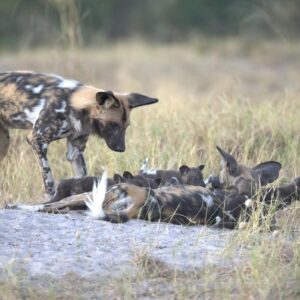 PERROS SALVAJES RECORRIDO | Animal record : trois perros salvajes africanos ont parcouru 4 000 kilomètres en busca de pareja