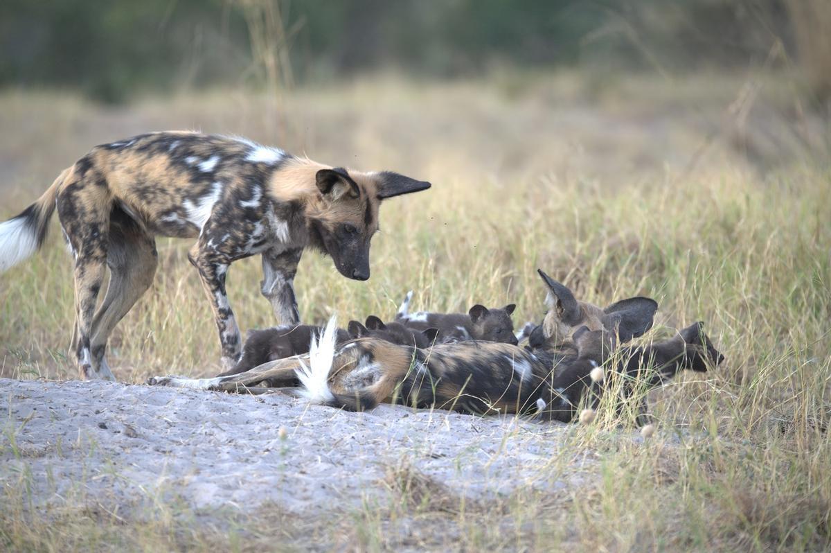 Un licaón, especie amenazada
