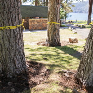 Pour trouver l'empoisonneur des arbres du lac Tahoe, les résidents se promènent sur le green