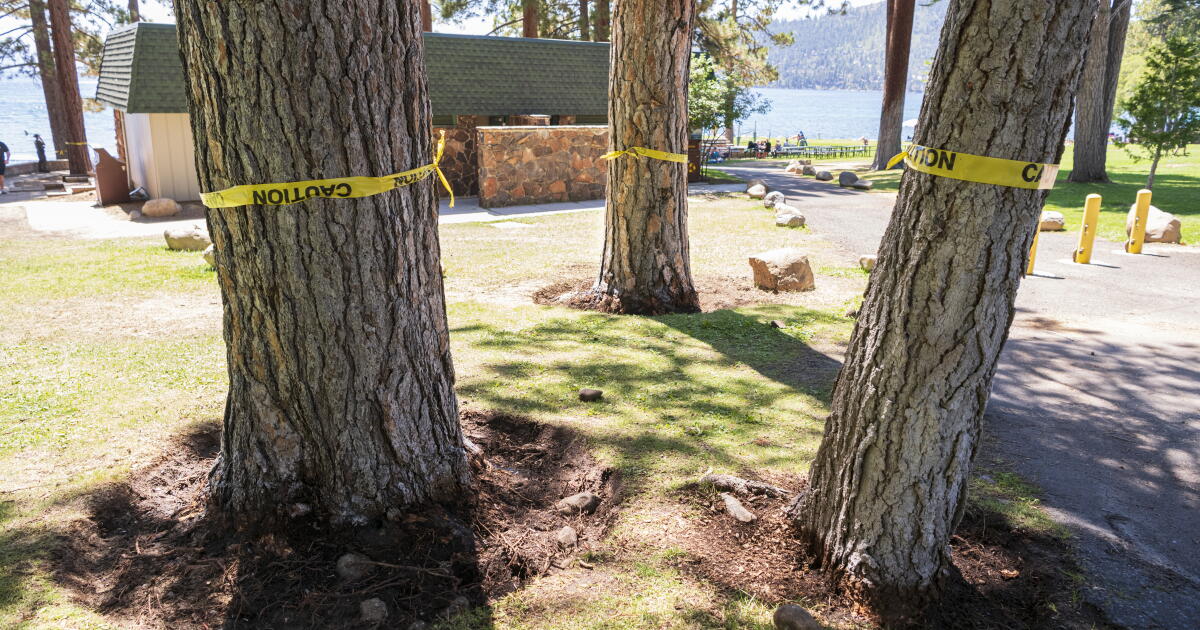 Pour trouver l'empoisonneur des arbres du lac Tahoe, les résidents se promènent sur le green