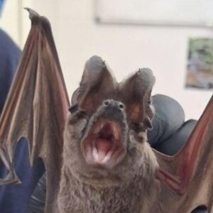 Rescatan a un murciélago rabudo atrapado en la bañera d'un piso de Barcelona
