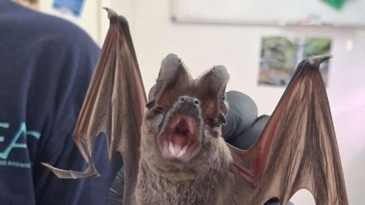 El ejemplar de murciélago rabudo rescatado.