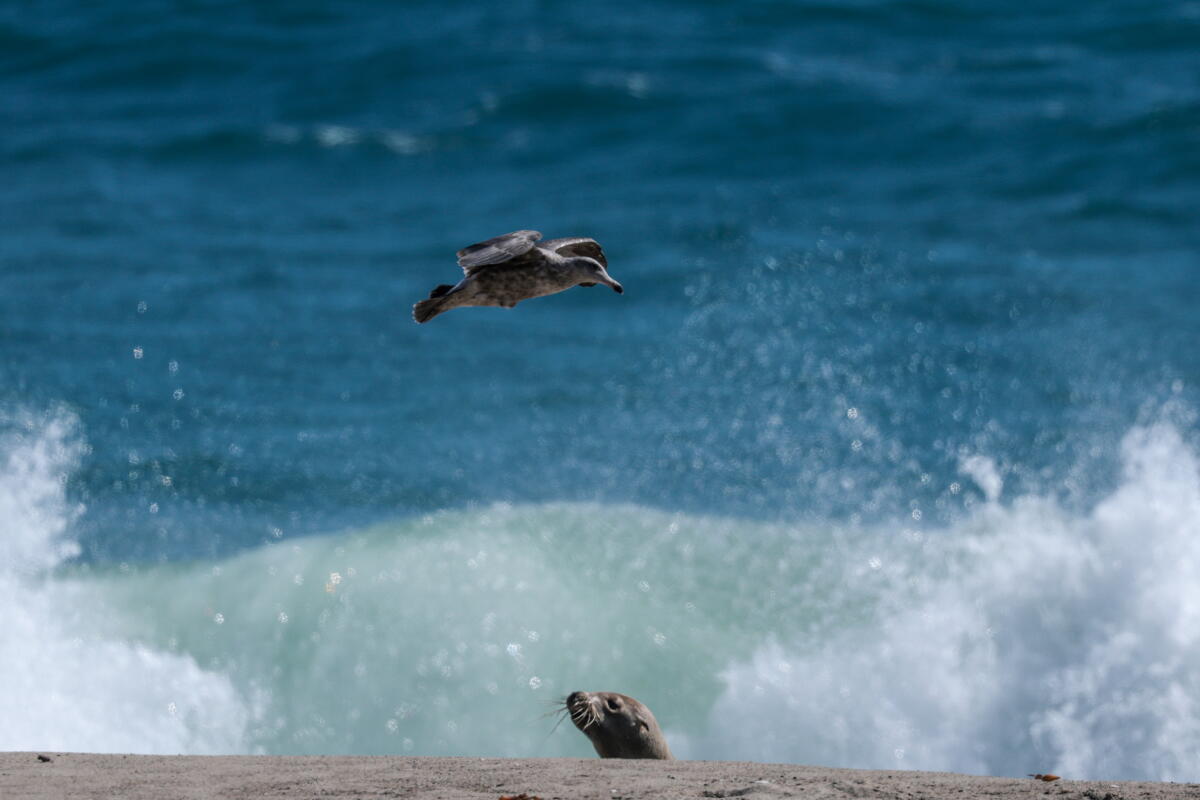 Les oiseaux volent près des vagues déferlantes.